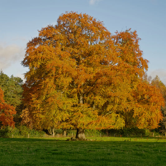 Hêtre commun #1 - Bakker