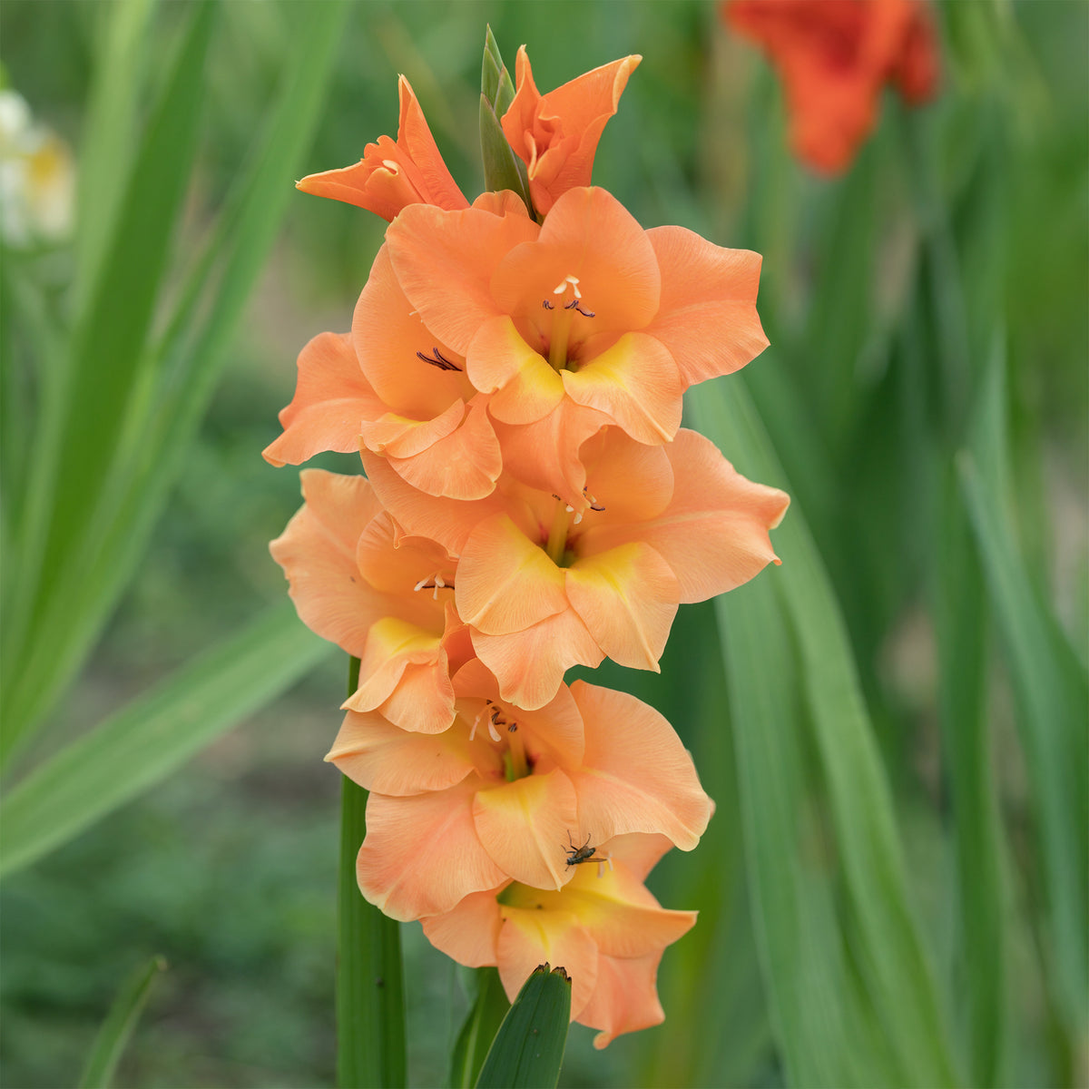 Gladiolus Cornelli - 15 Glaïeuls Cornelli - Bulbes de Glaïeul