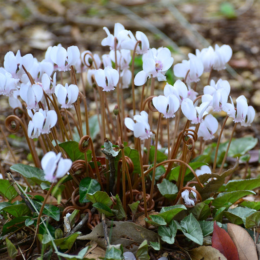 Cyclamen de Naples blanc - Bakker