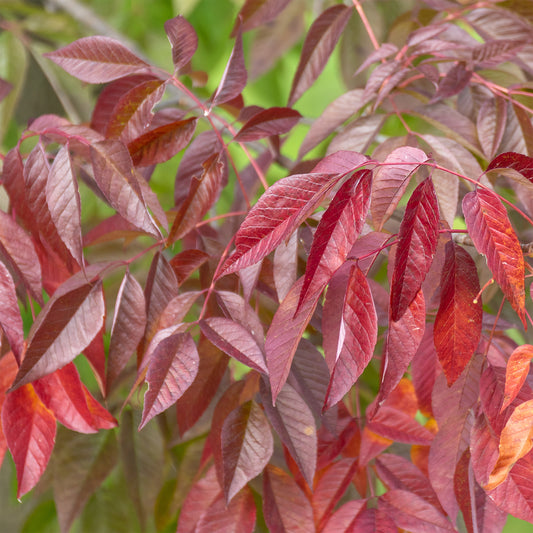 Frêne d'Amérique Autumn Applause - Bakker