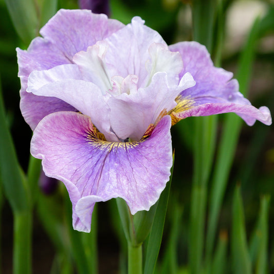 Iris de Sibérie Dance Ballerina Dance - Bakker