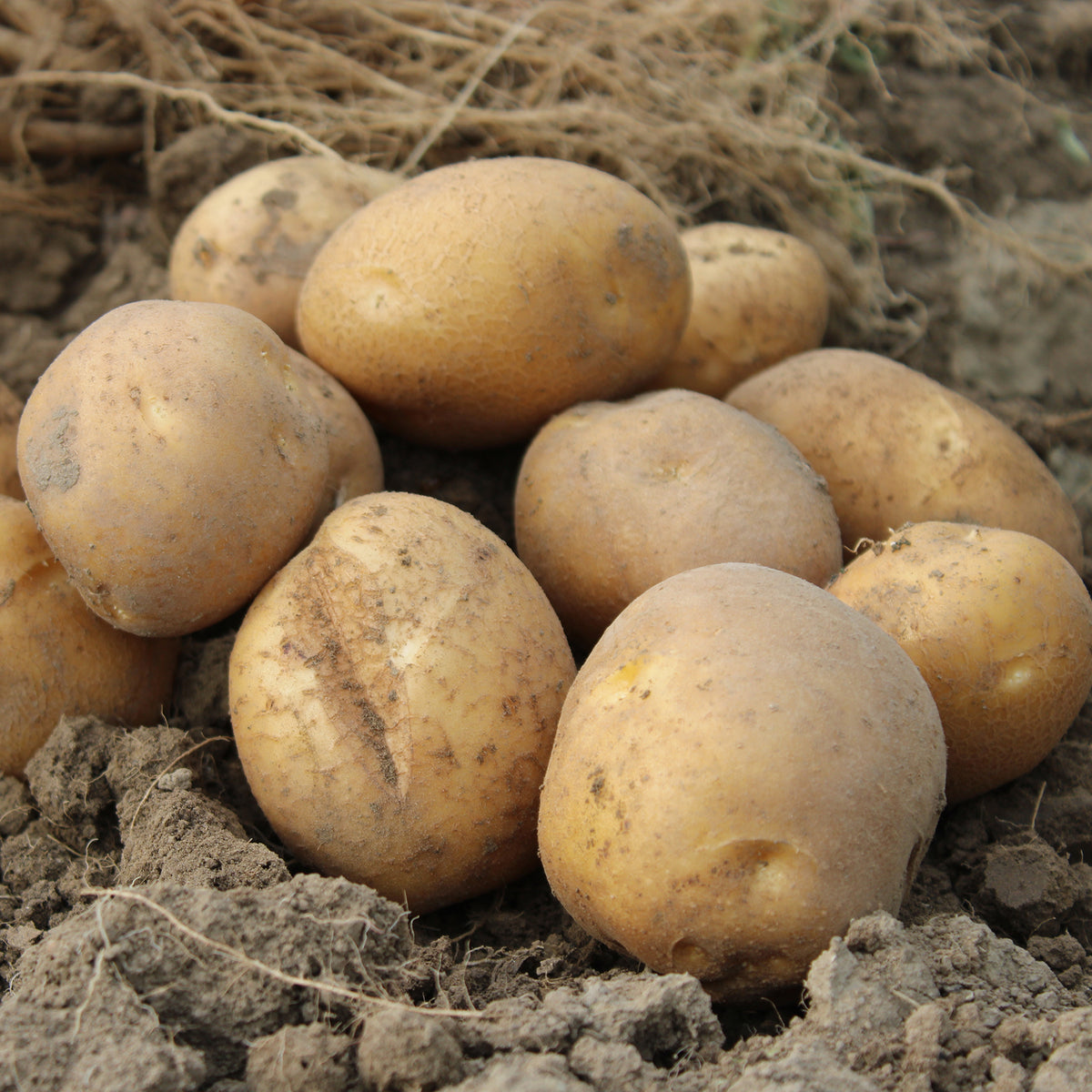 25 Pommes de terre Wilja