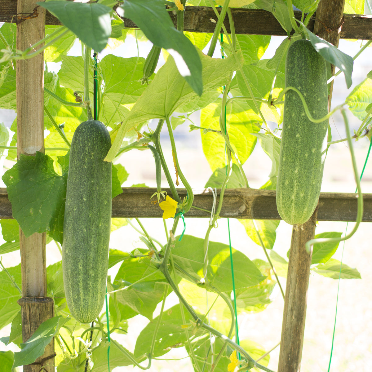 Concombre 'Johanna' - Cucumis sativus 'johanna' - Bakker