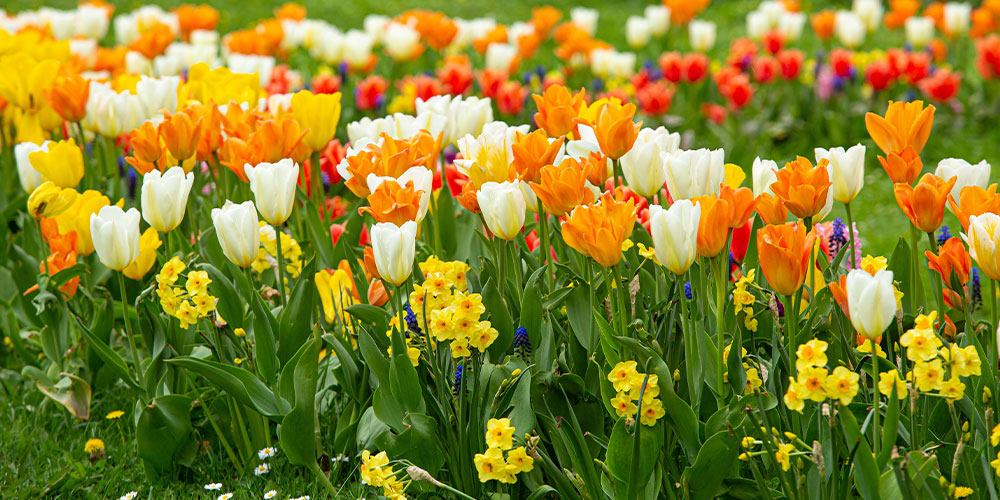 Bulbes à fleurs