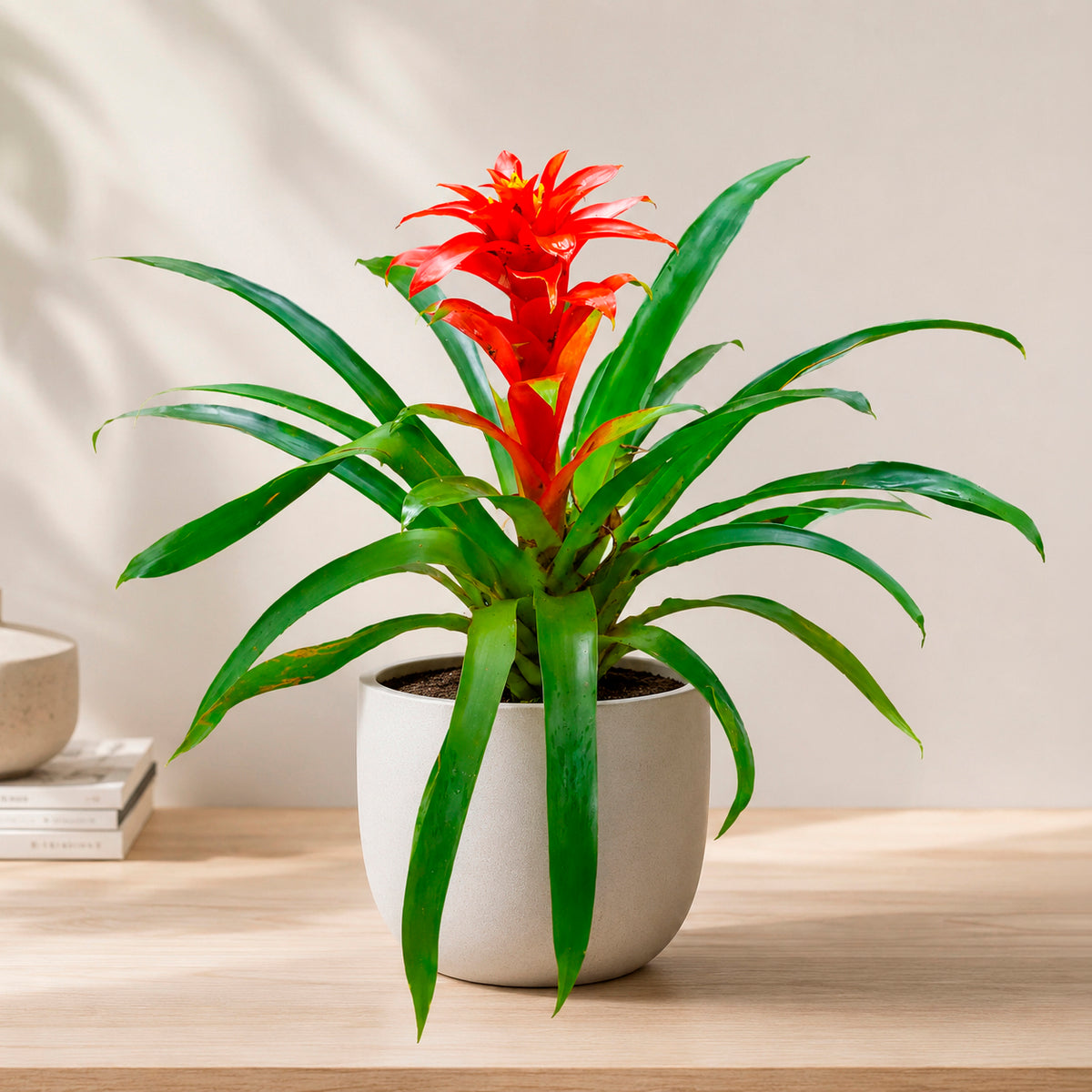 Guzmania Calypso