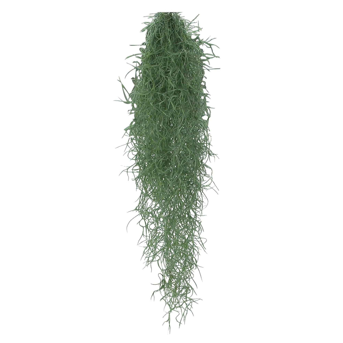 Bromélia Tillandsia usneoides - Plante suspendue - Tillandsia usneoides - Bakker