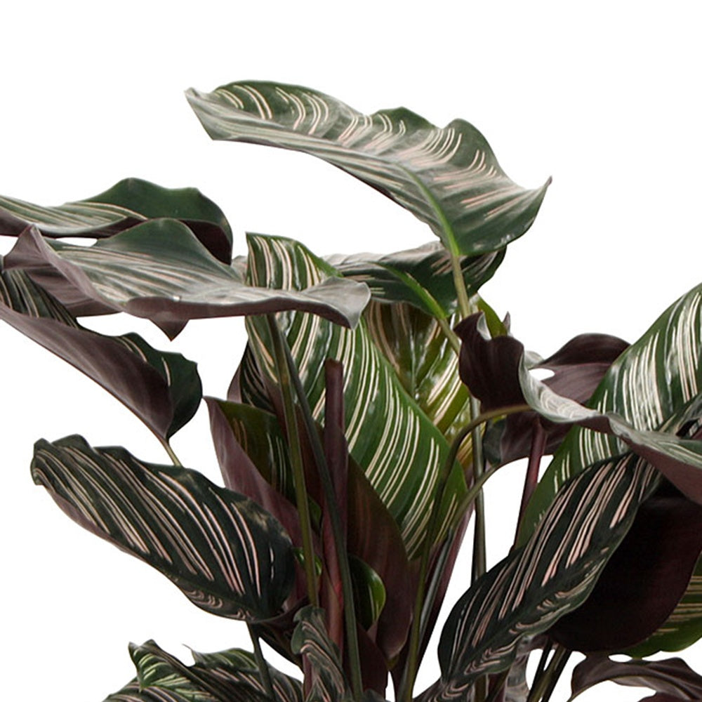 Calathea ornata - Calathea 'Ornata' XL - Calathea