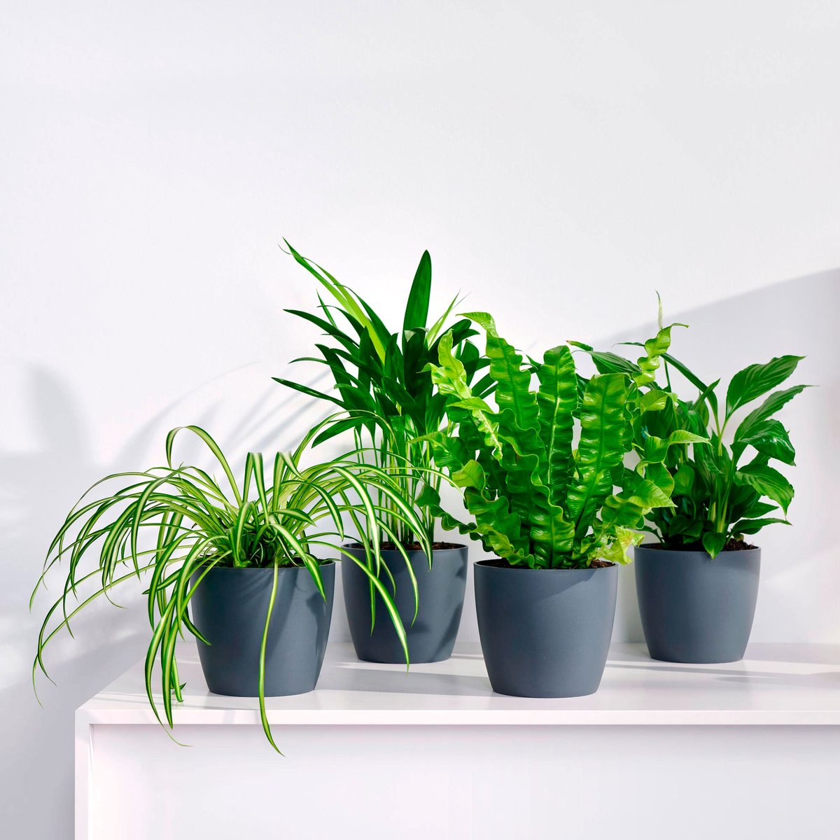 Collection de plantes dépolluantes et ses cache-pots gris ELHO