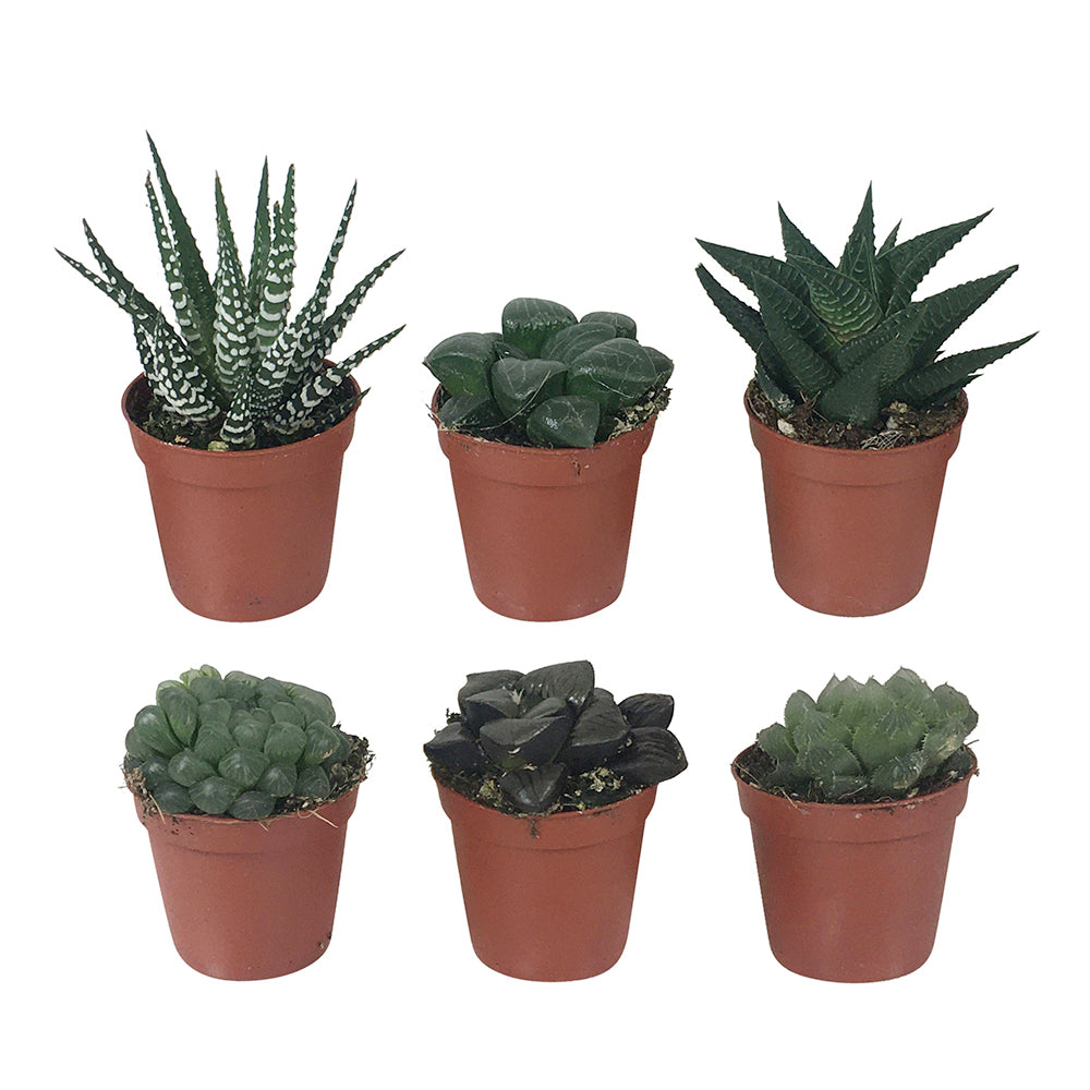 Haworthias en mélange
