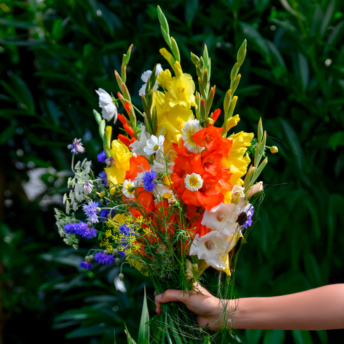 Glaïeul et mélange de graines de fleurs - Bakker