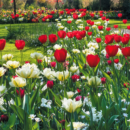 Bulbes de printemps pour massif rouge et blanc - Bakker