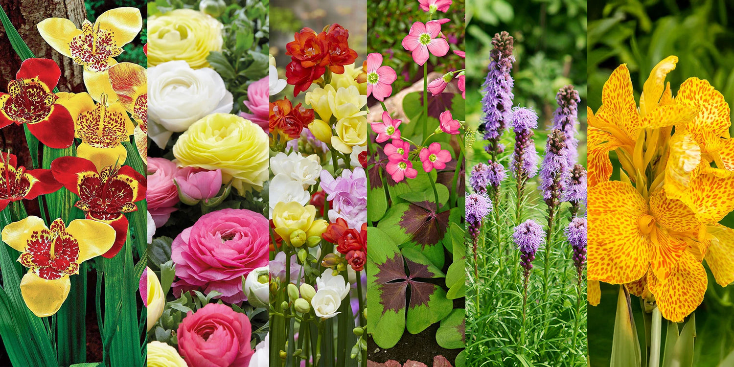 6 lots de bulbes coup de coeur à -50% !