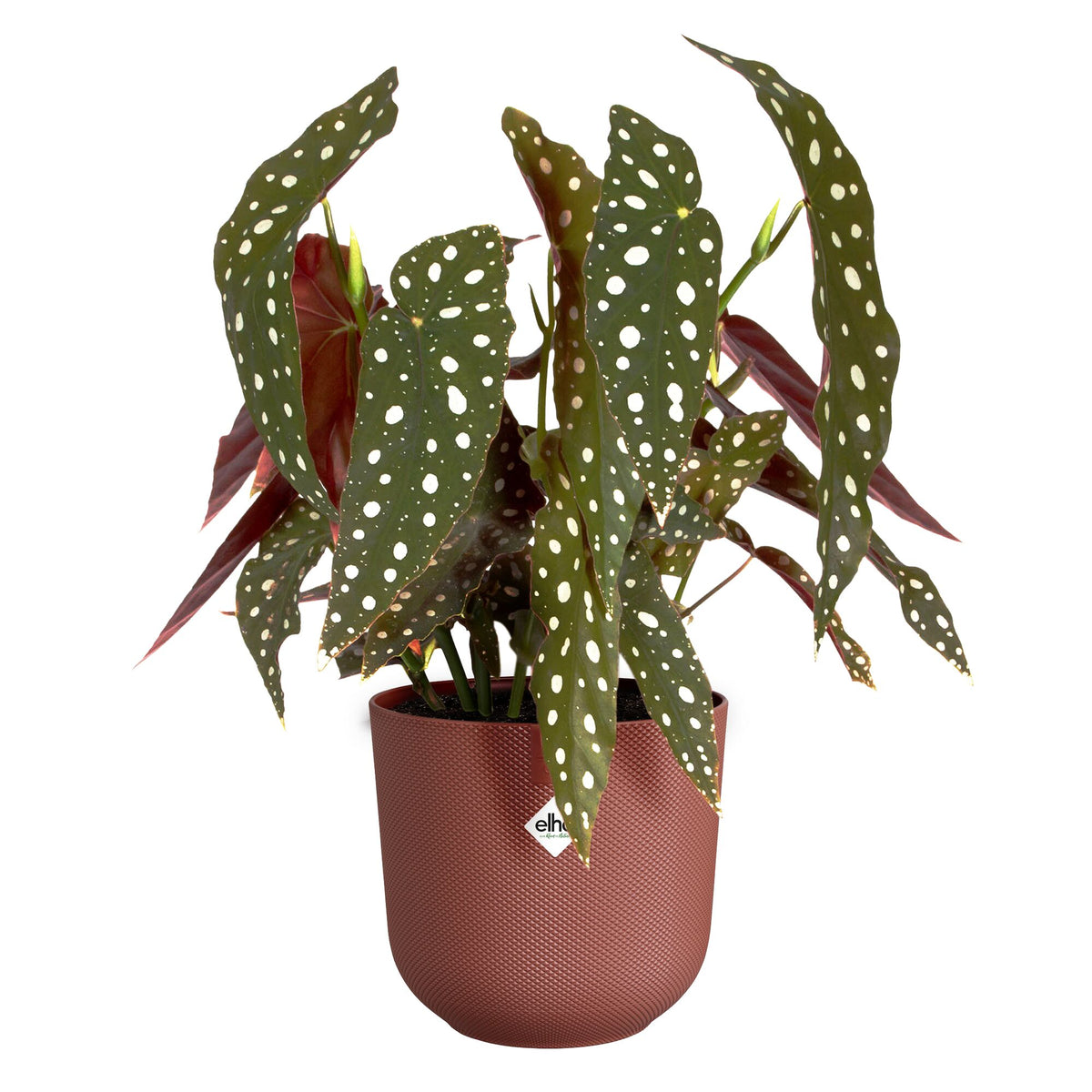 Vente Cache pot Jazz rond Terracotta ELHO