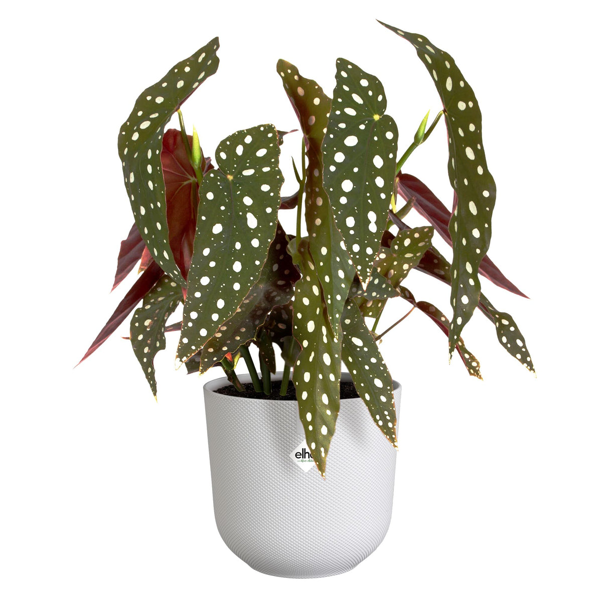 Vente Cache pot Jazz rond Blanc soie ELHO