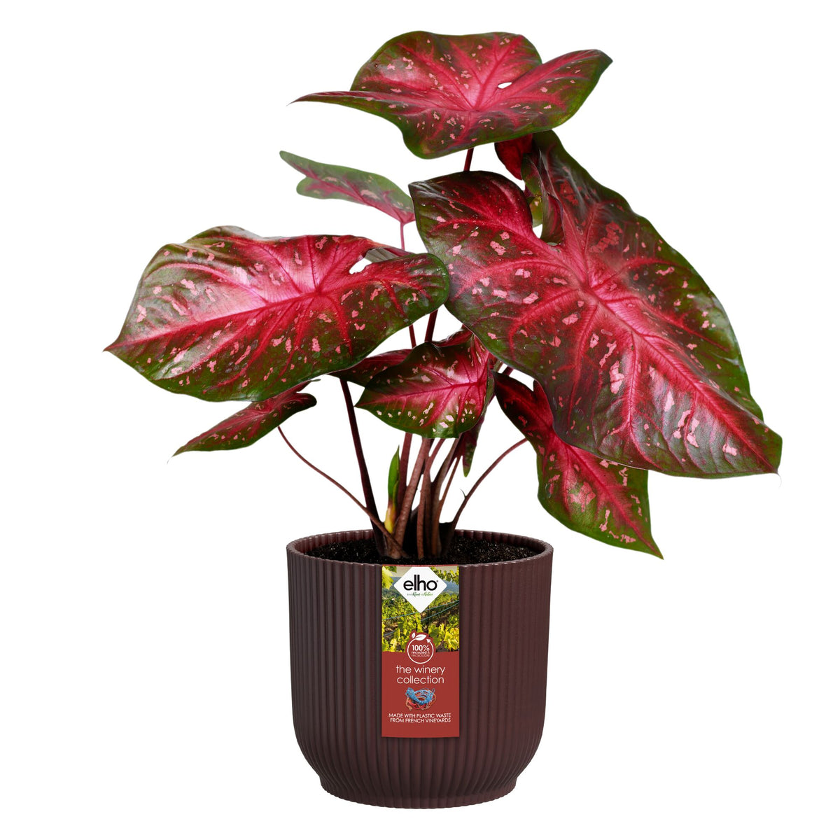 Cache-Pot The Winery collection Rouge bordeaux ELHO - - Bakker