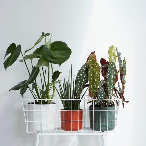 Elho Cache-pot B for soft rond brique - - Bakker