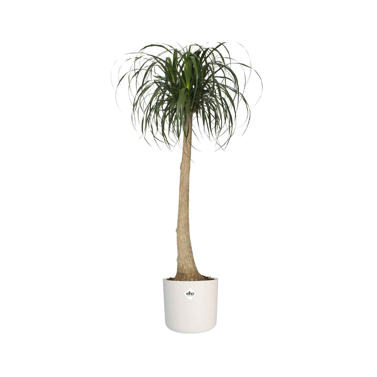 - Elho Pot B.for soft rond blanc - Entretien et Matériel