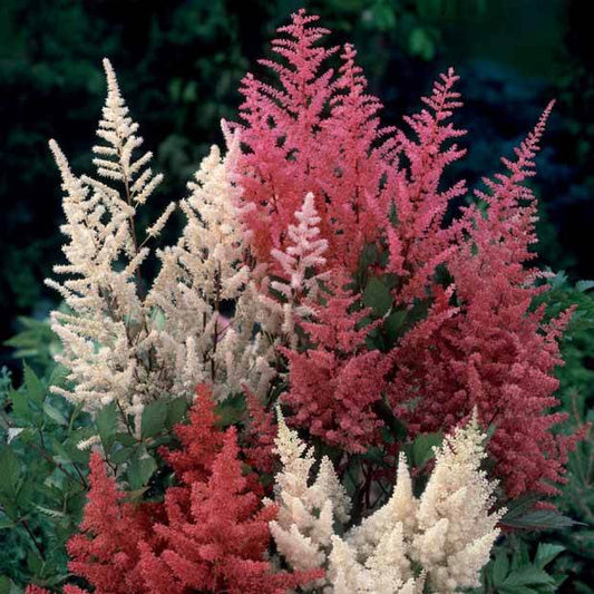2 Astilbes en mélange - Bakker