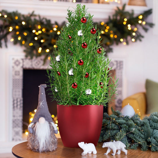 Romarin de Noël - Bakker