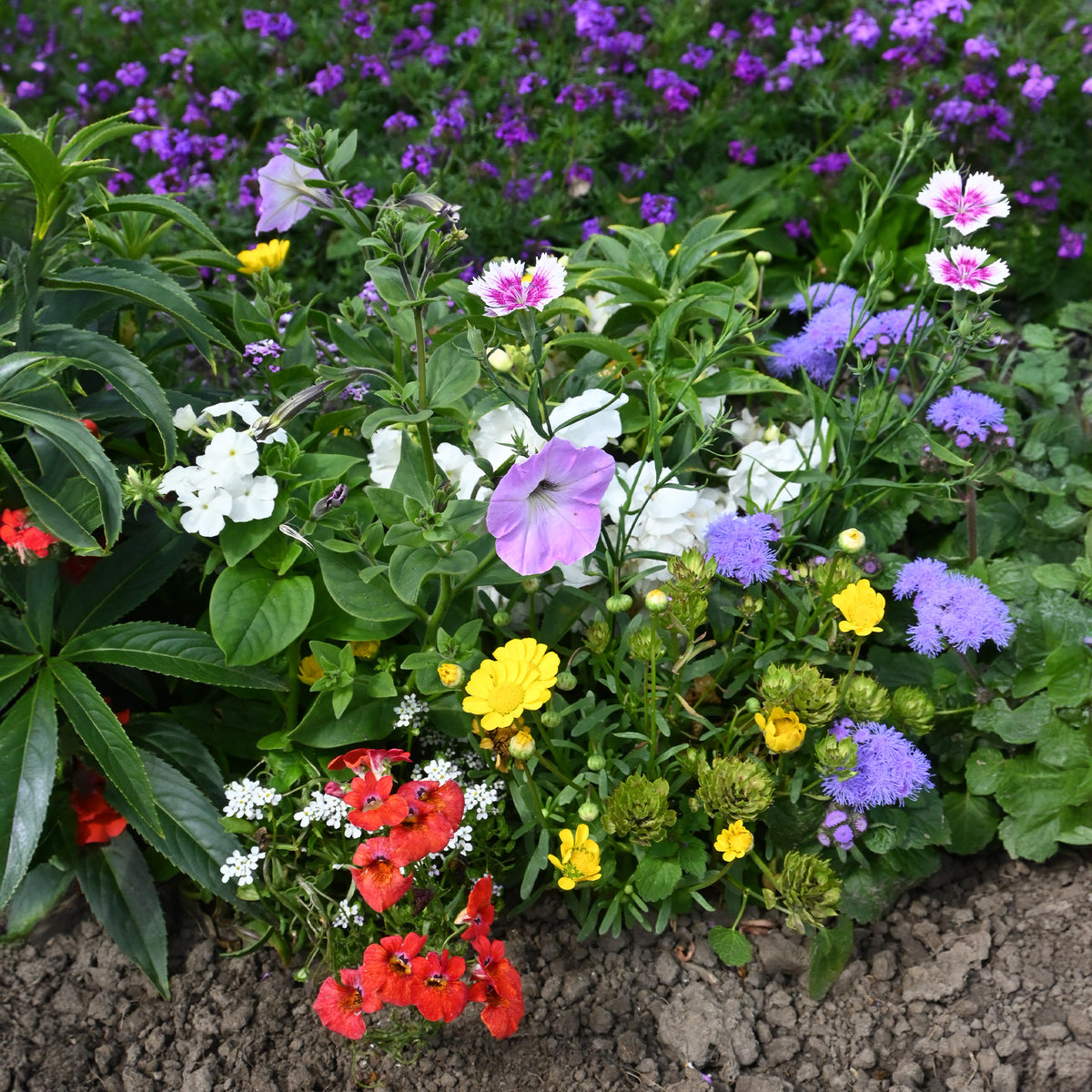 - Tapis de fleurs spécial jardinières - Mélange de fleurs en graines