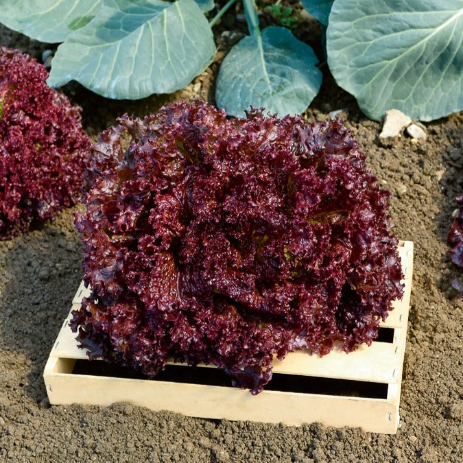 Laitue Lollo Rossa - Bakker