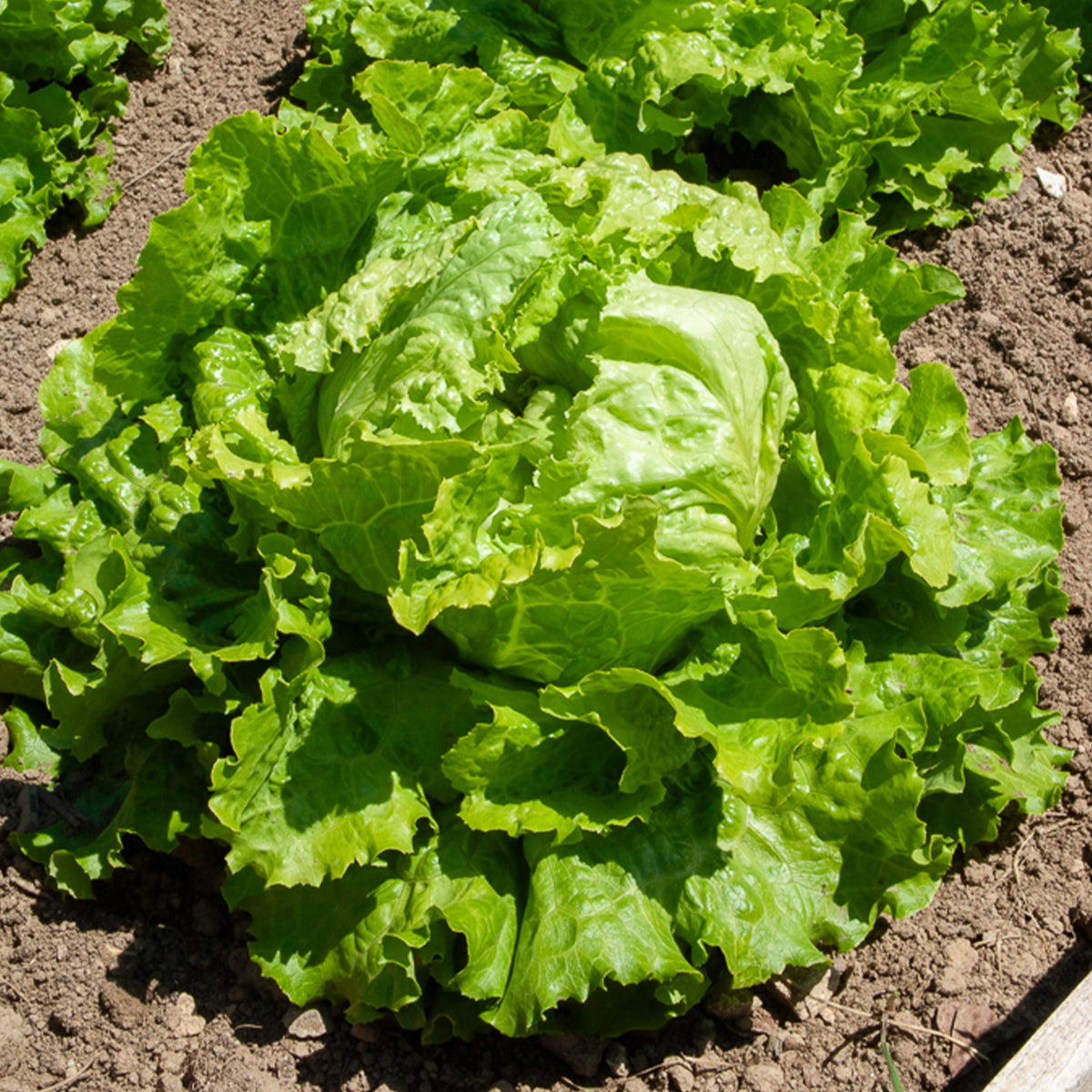 Laitue batavia Dorée de printemps - Lactuca sativa capitata dorée de printemps (4 g) - Bakker