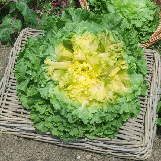 Chicorée scarole Géante Maraîchère - Bakker