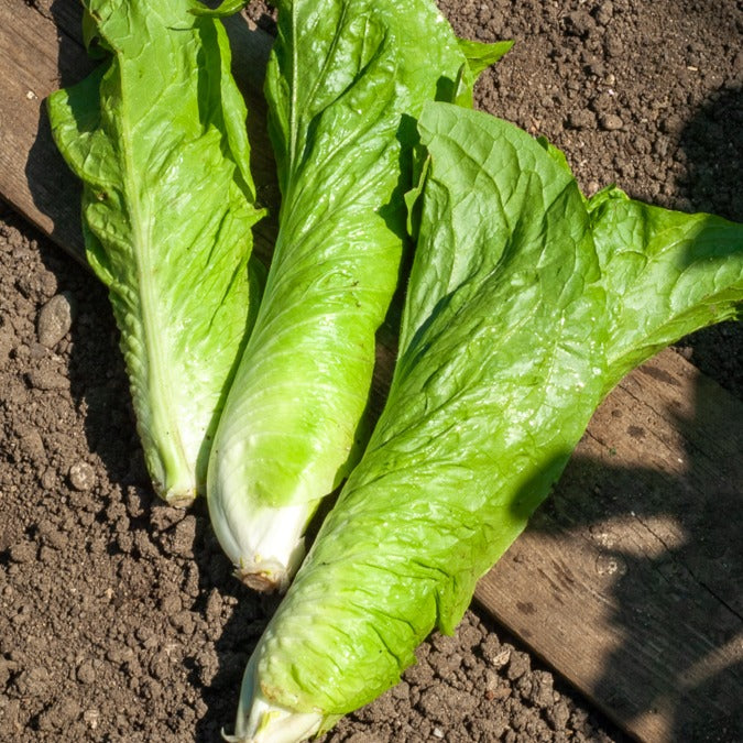 Chicorée sauvage Améliorée pain de sucre - Cichorium intybus améliorée pain de sucre - Bakker