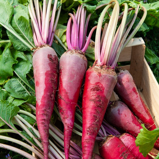 Betterave Géante rouge - Bakker