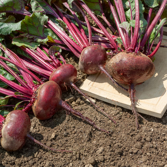 Betterave noire d'Egypte - Bakker