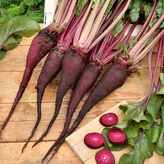Betterave rouge Crapaudine - Bakker