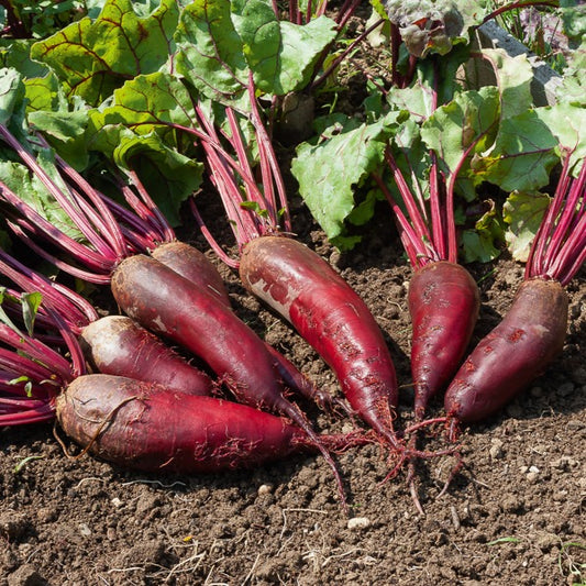 Betterave rouge Cylindra - Bakker