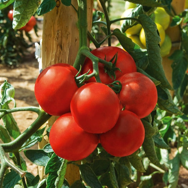 Tomate Montfavet 63/5 F1 (Obt. INRA) - Bakker