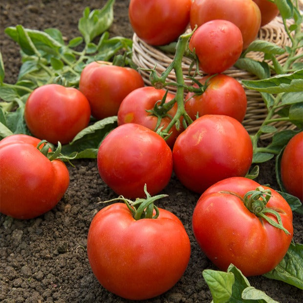 Tomate Montfavet 63/5 F1 (Obt. INRA) - Solanum lycopersicum montfavet 63/5 f1 (obt. inra) - Bakker