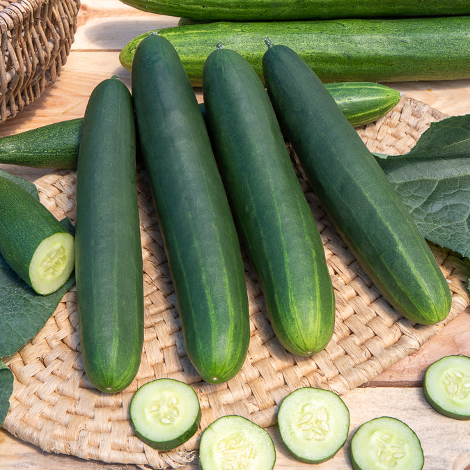 Concombre Tanja - Cucumis sativus tanja - Bakker