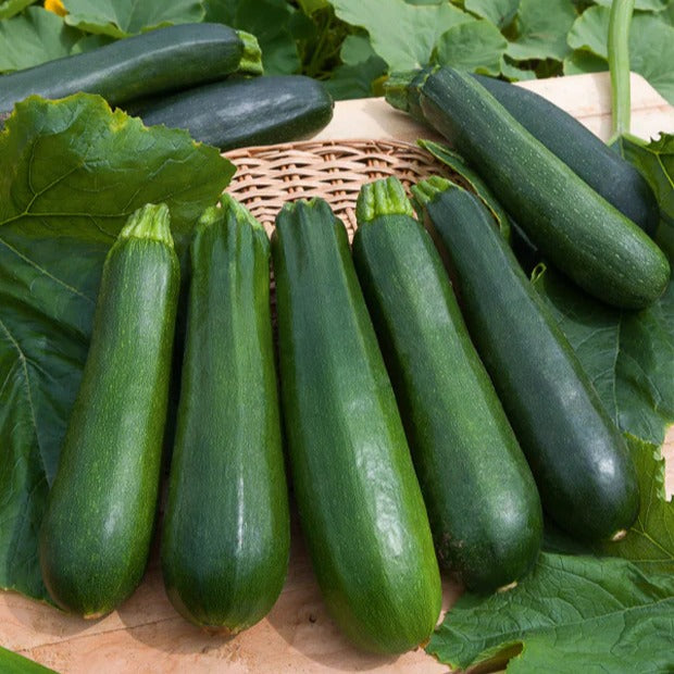 Collection de 7 sachets de graines pour potager - - Bakker