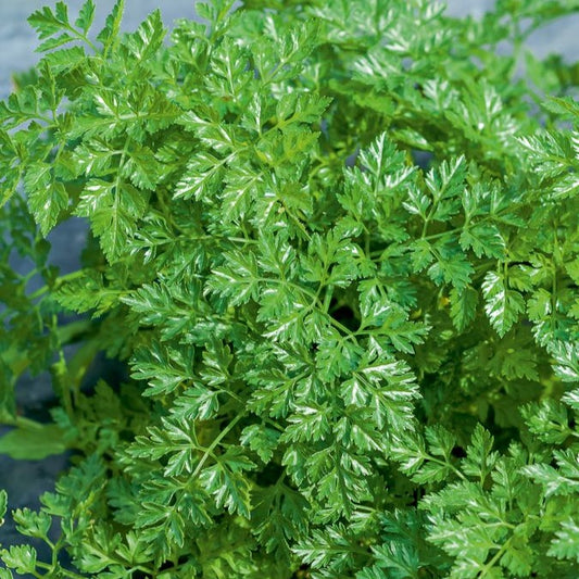 Cerfeuil frisé - Bakker