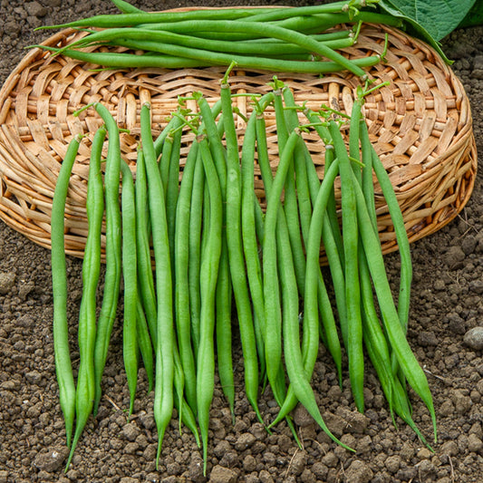 Haricot nain fin Aiguillon - Bakker