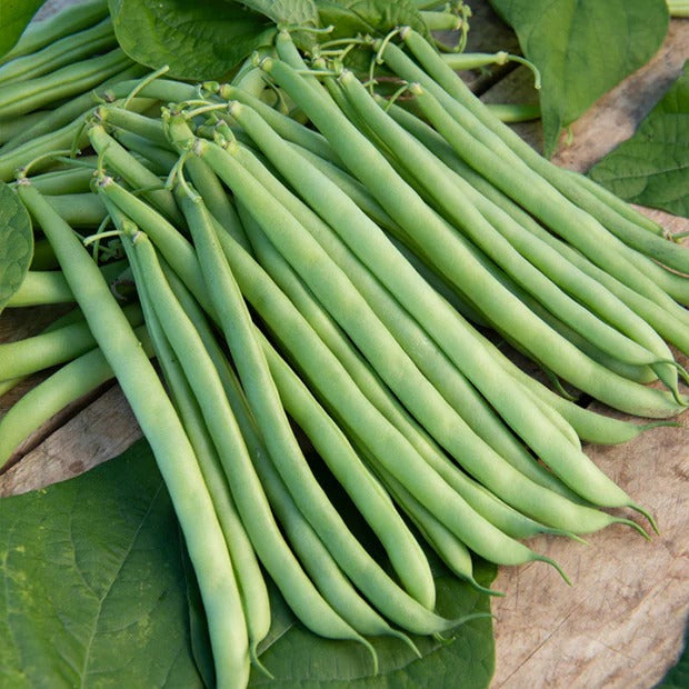 Vente Collection de 7 sachets de graines pour potager - Graines pour potager