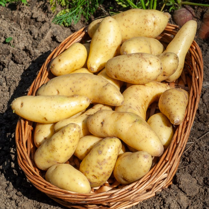 Solanum tuberosum ratte - 25 Pommes de terre Ratte - Plants de pommes de terre