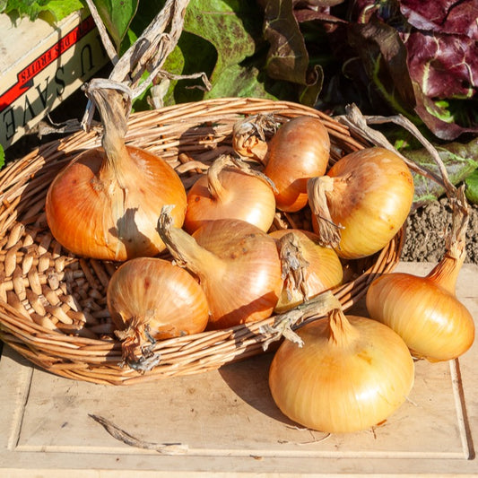 Oignon jaune - Bakker