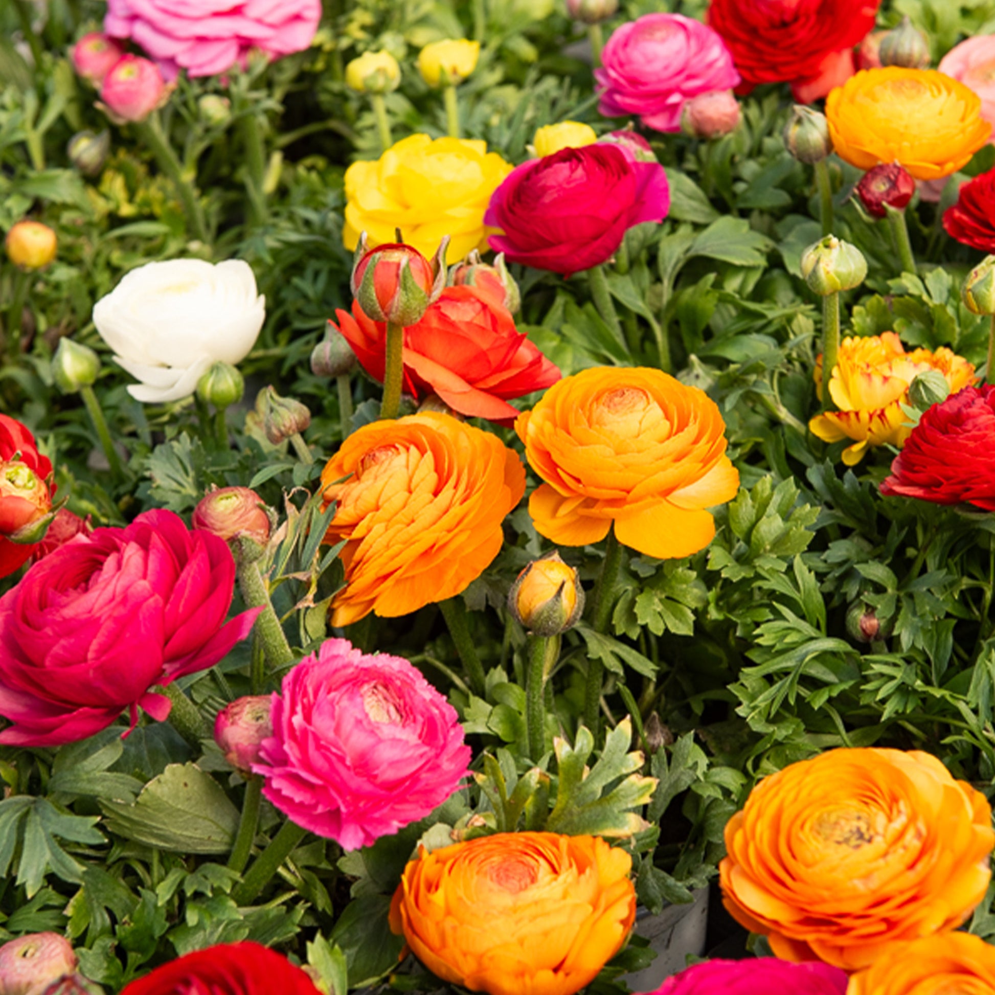 Renoncule en mélange - Ranunculus asiaticus - Bakker