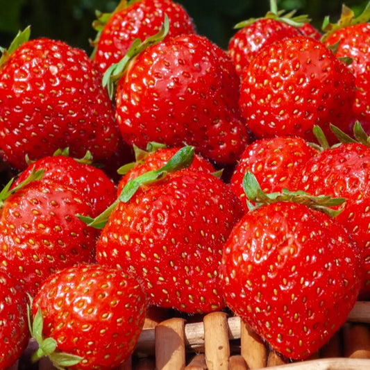 Fraisiers remontants Mara des Bois - Bakker