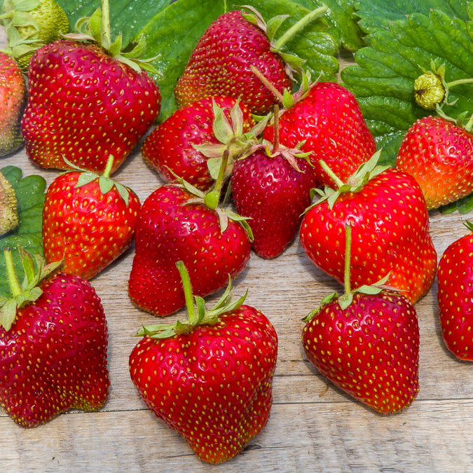 20 Fraisiers Maxim - Fragaria maxim - Bakker