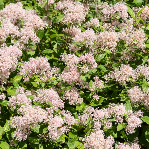 Ceanothus x pallidus marie simon - Céanothe Marie Simon - Céanothe - Lilas de californie