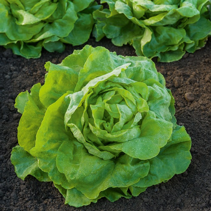 Graines de laitue pommée « GROSSE BLONDE PARESSEUSE » sur
