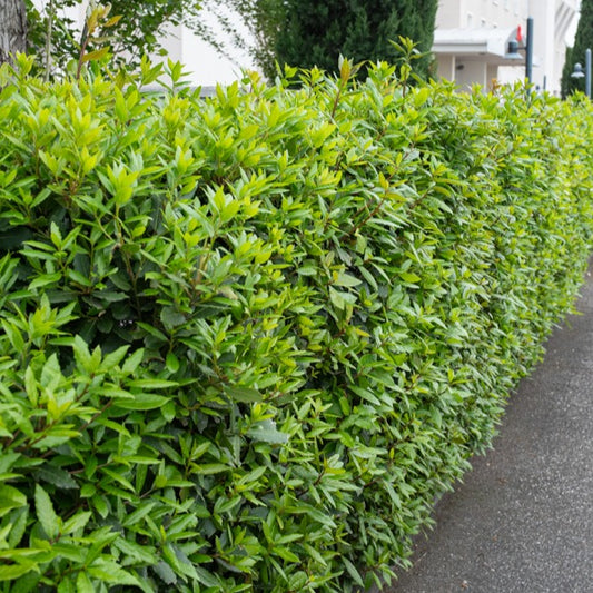 Laurier-sauce - Bakker