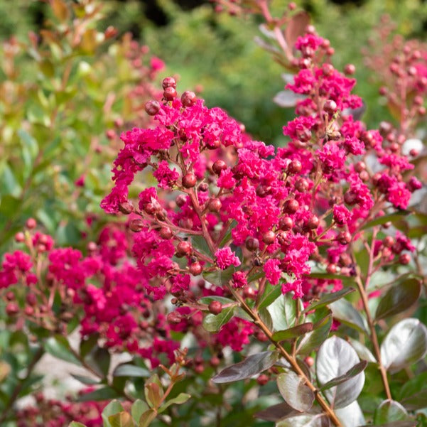 Lilas des Indes Braise d'été ® Indybra - Bakker