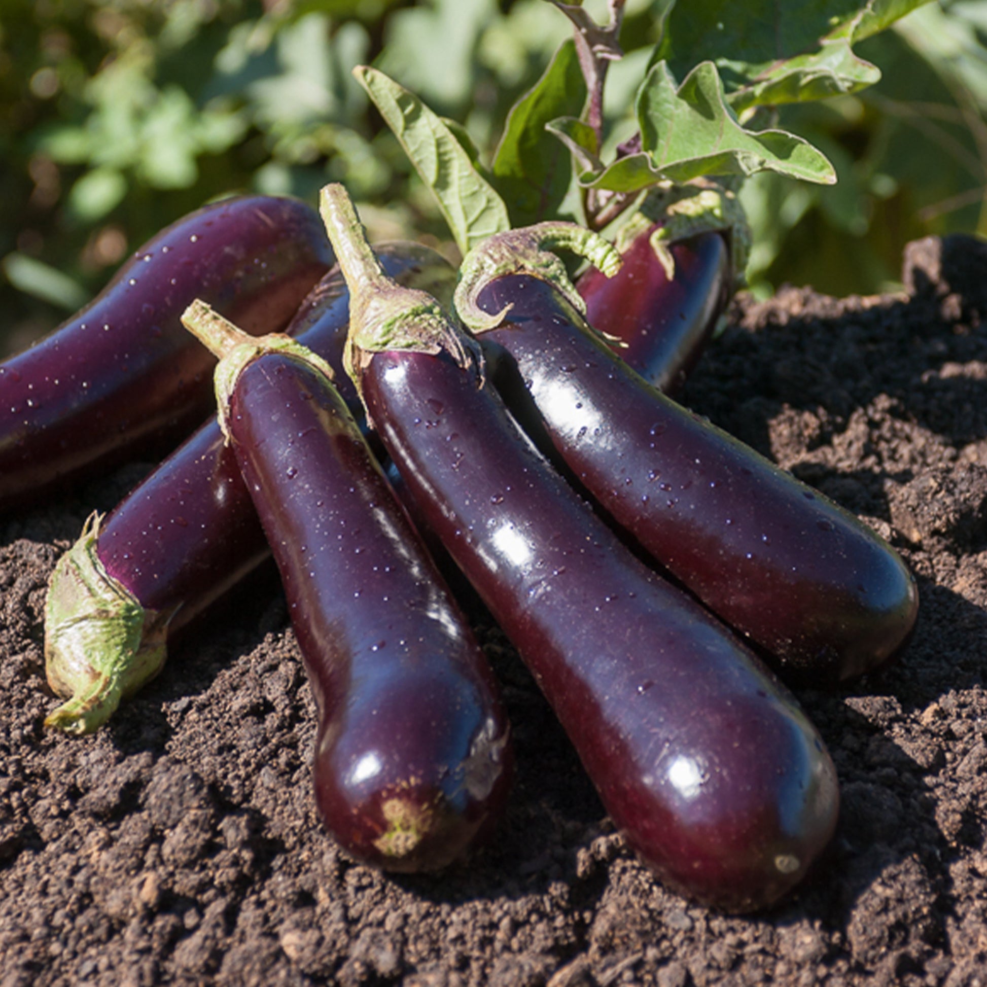 Aubergine Violette de Barbentane - Solanum melongena violette de Barbentane - Bakker