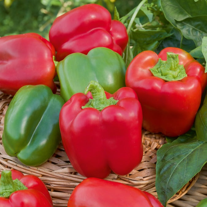 Capsicum annuum California Wonder - Poivron 'California Wonder' - Graines de poivrons